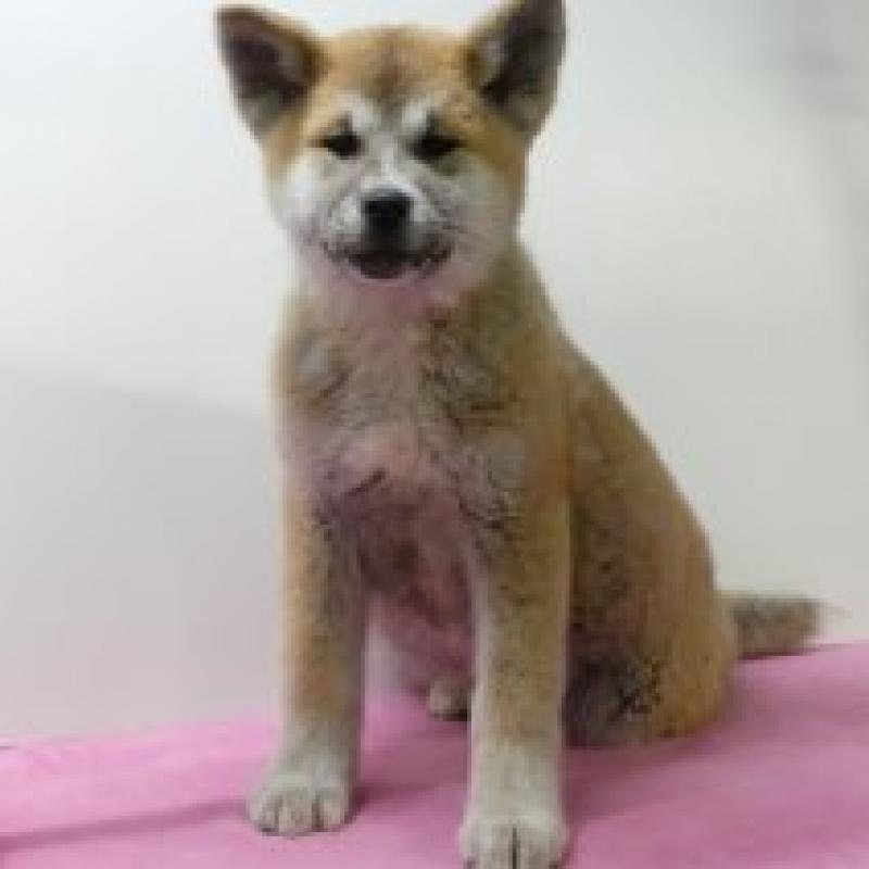 Akita Inu (teefje) - pups te koop