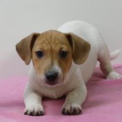 Jack Russell - Belgische pups te koop