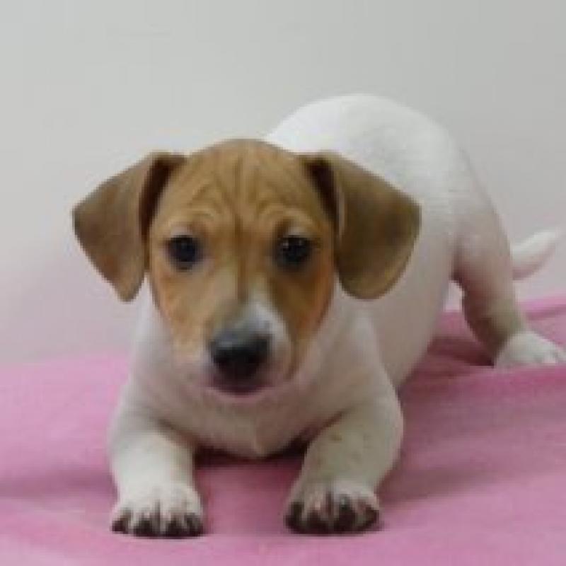 Jack Russell - Belgische pups te koop