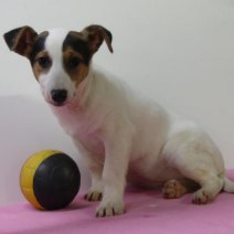 Jack Russell - Belgische pups te koop