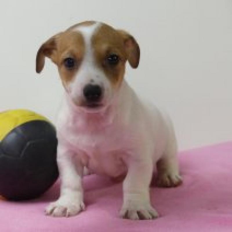 Jack Russell - Belgische pups te koop