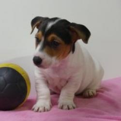 Jack Russell - Belgische pups te koop