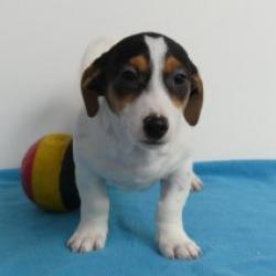 Jack Russell - Belgische pups te koop