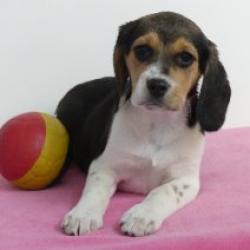 Beagle - Belgische pups te koop