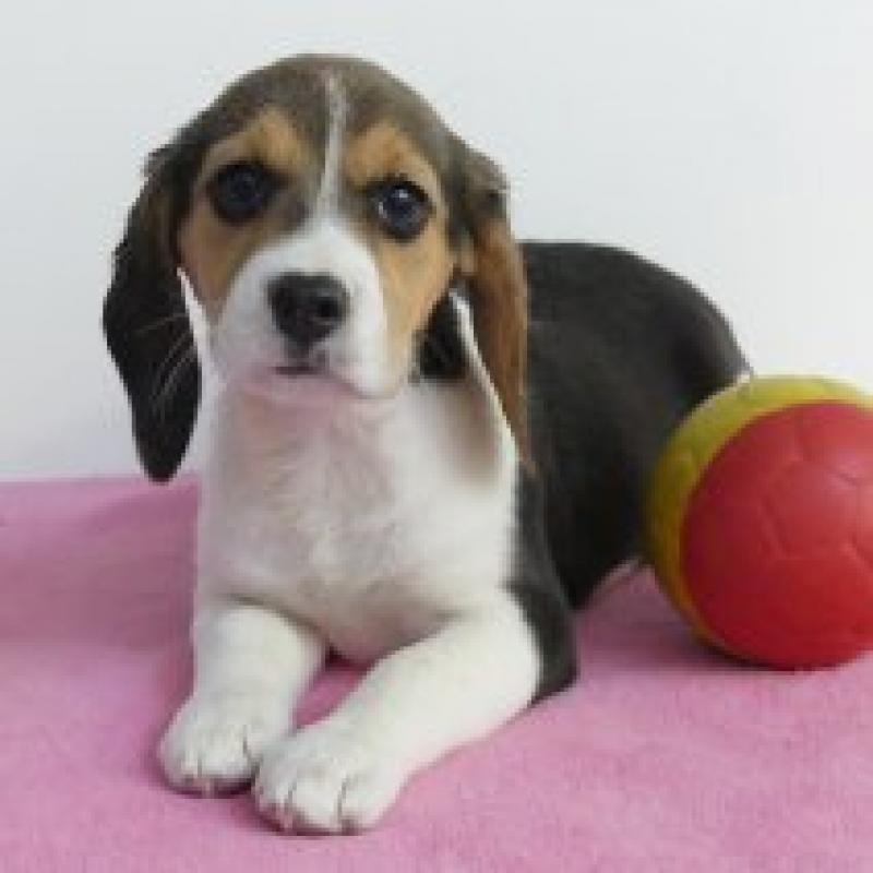 Beagle - Belgische pups te koop