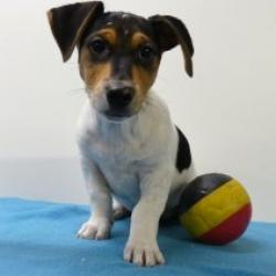 Jack Russell - Belgische pups te koop