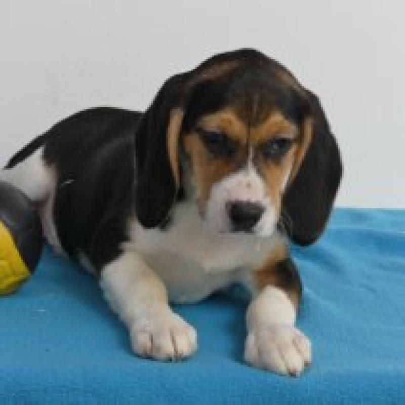 Beagle - Belgische pups te koop