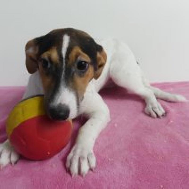 Jack Russell - Belgische pups te koop