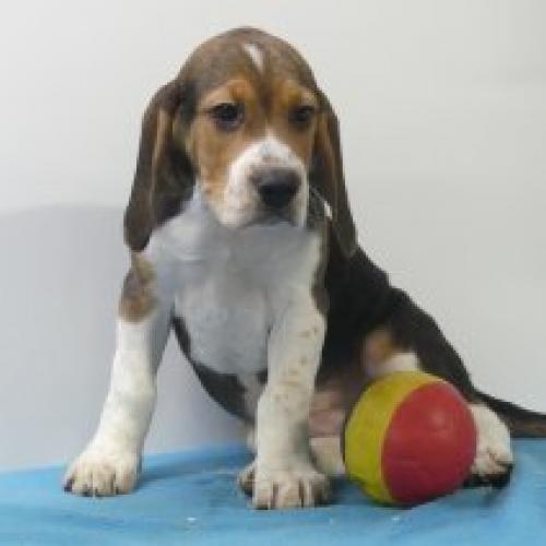 Beagle - Belgische pups te koop