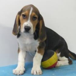 Beagle - Belgische pups te koop