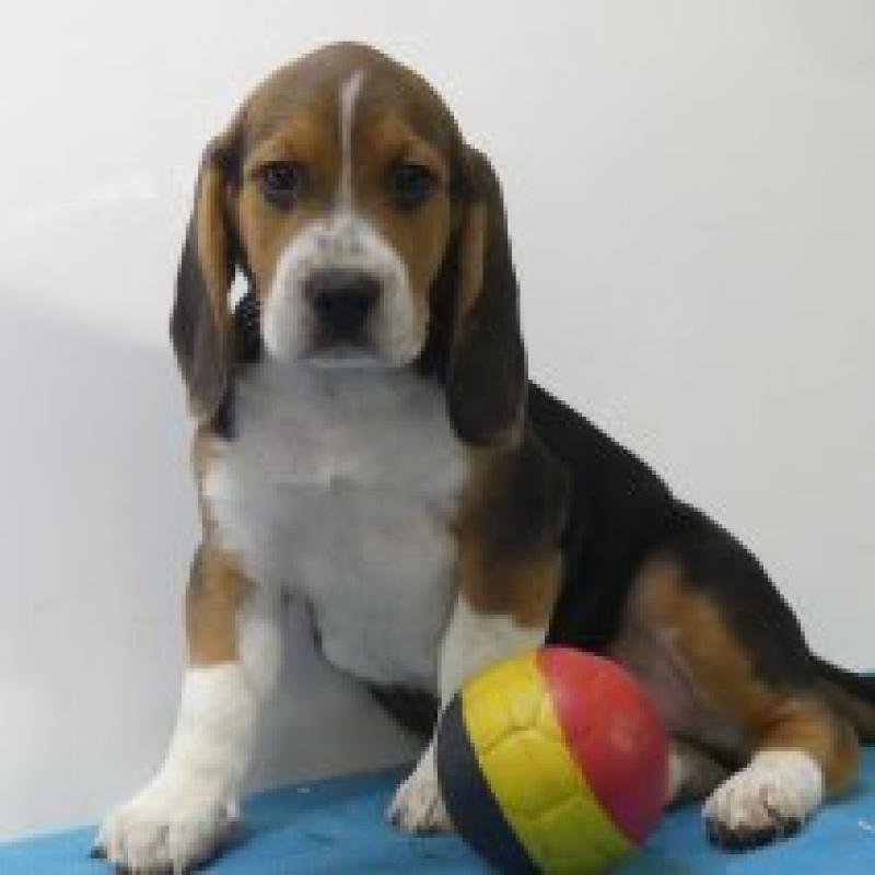 Beagle - Belgische pups te koop