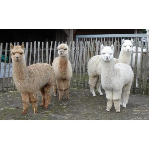 Alpaca&#039;s te koop