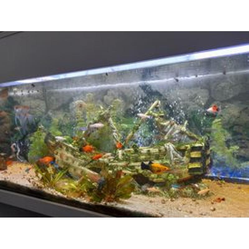 aquarium met toebehoren