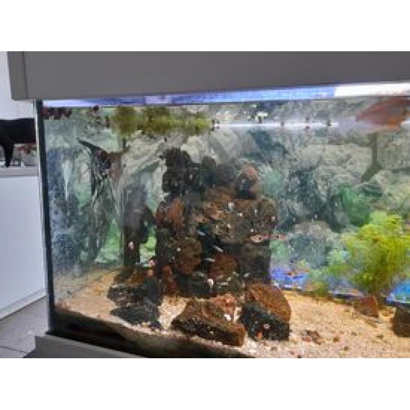 aquarium met toebehoren