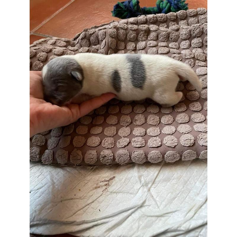 Jack Russel pups