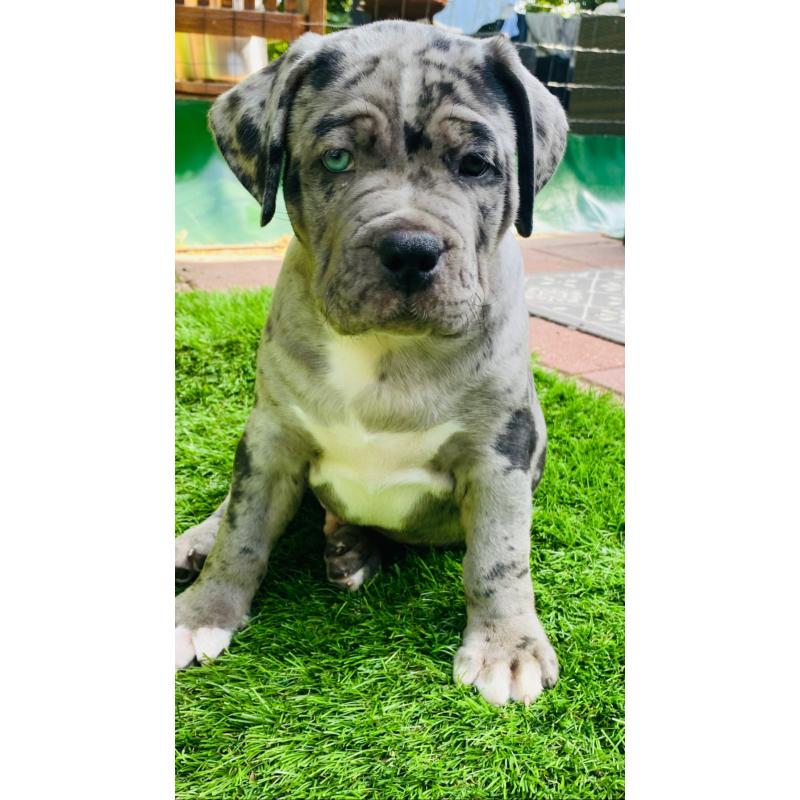 American bullie pups xl hulk bloedlijn