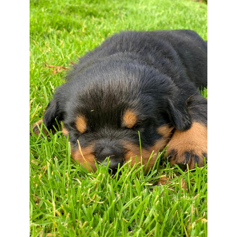 Mooie lieve Rottweiler pups