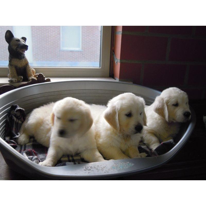 Mooie Golden Retriever pups .