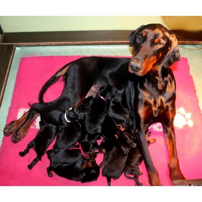 Dobermann pups met FCI stamboom (black & tan)