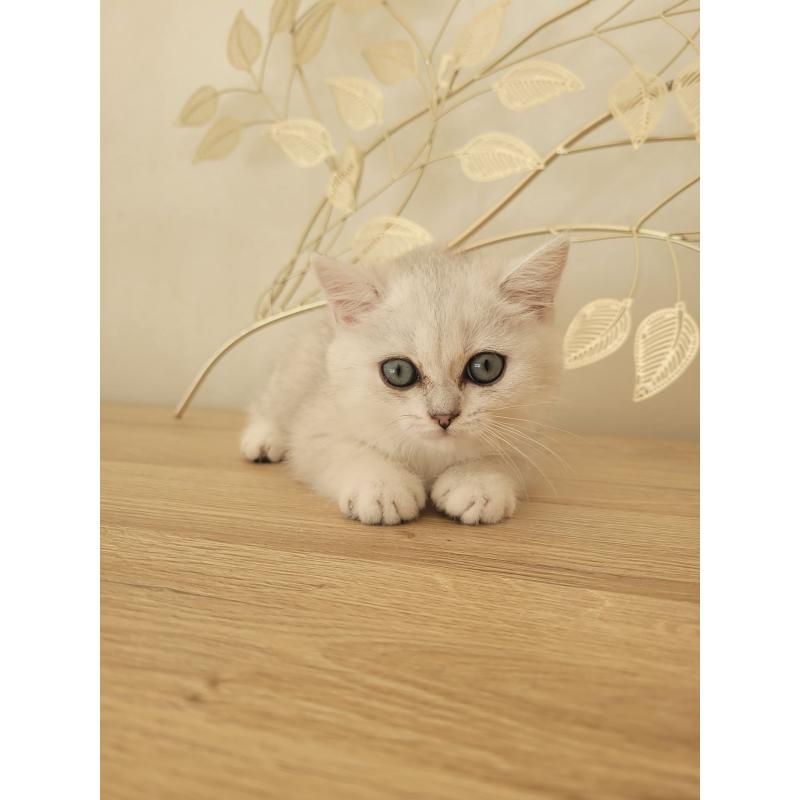 Britse korthaar kittens blauwe ogen