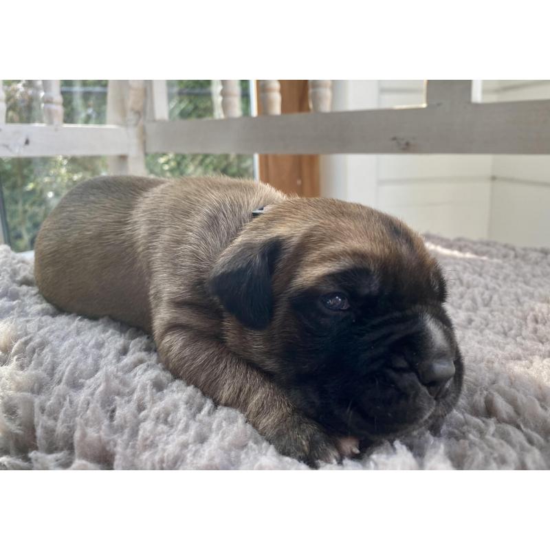 Cane Corso Pups