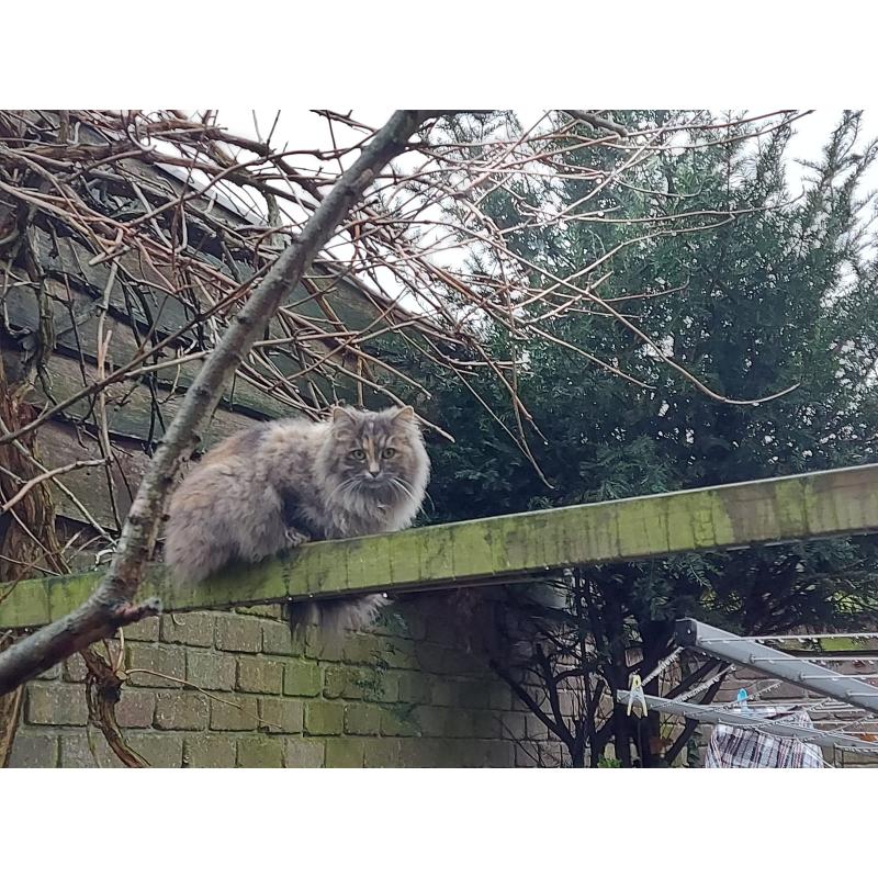 Mooie kittens ( kruising Noorse boskat)