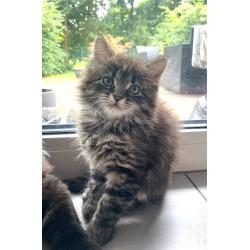 Maine coon kitten 650€