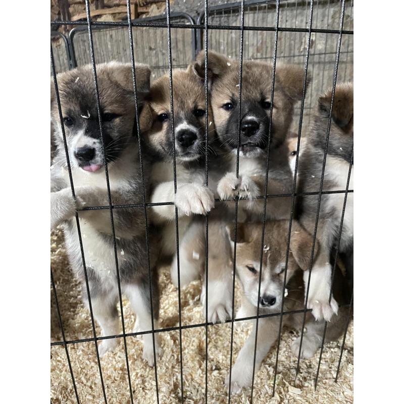 Akita pups