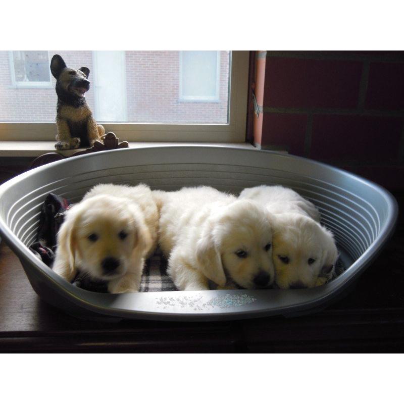 Mooie Golden Retriever pups .