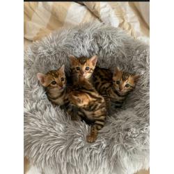 Mooie bengaalse kittens voor adoptie..