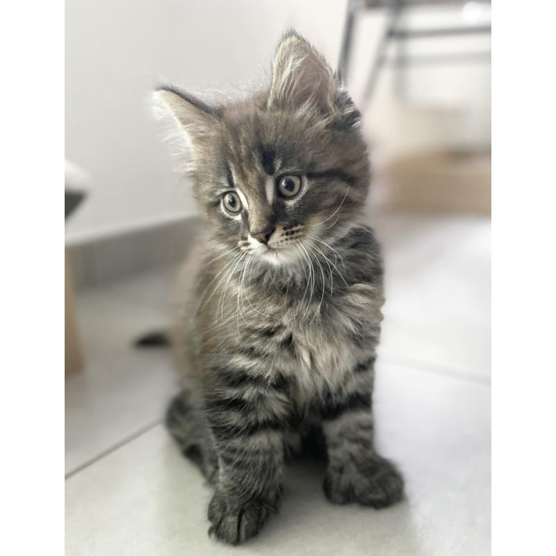 Maine coon kitten 650€