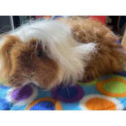 Cavia Alpaca zeug rood/wit