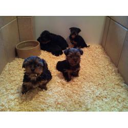 Rasechte miniatuur Yorkshire Terriers-puppy&#039;s