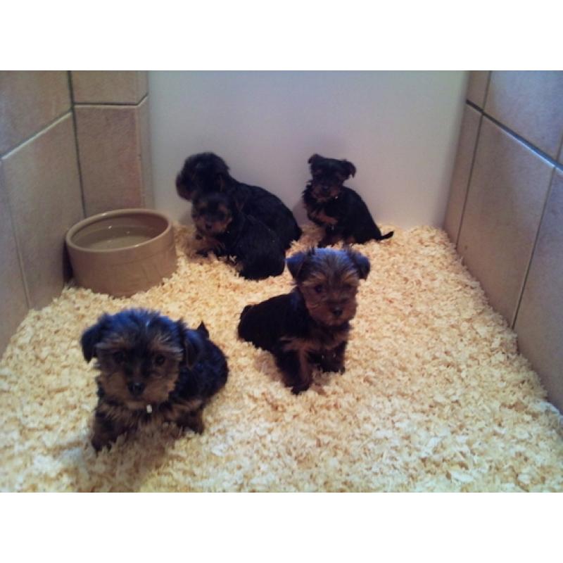 Rasechte miniatuur Yorkshire Terriers-puppy&#039;s