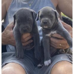 Te koop: Cane Corso pups