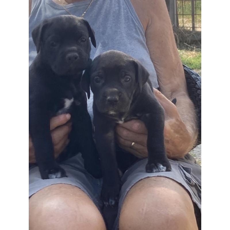 Te koop: Cane Corso pups