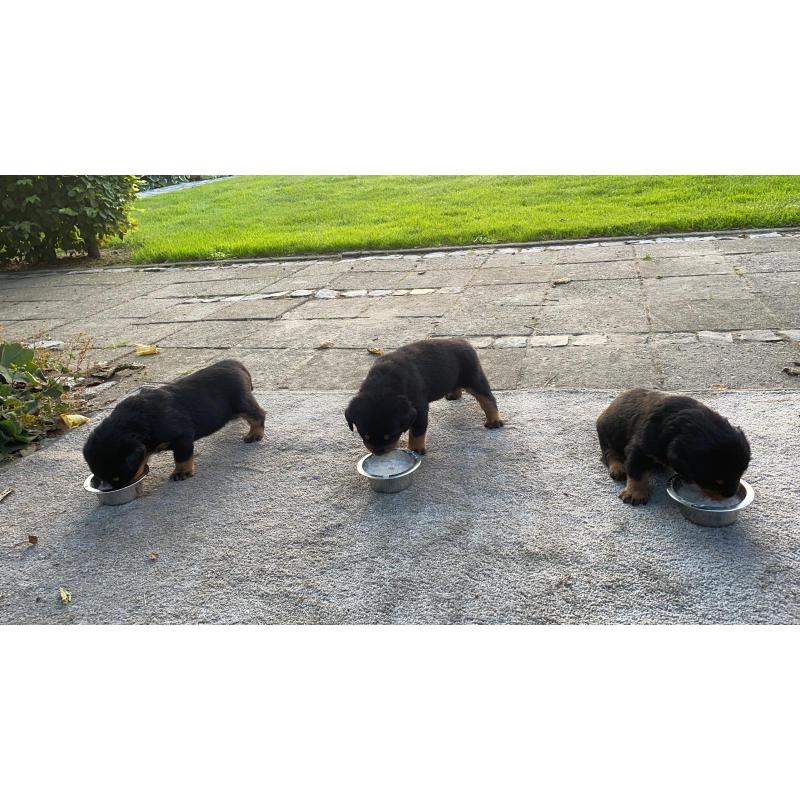 Mooie lieve Rottweiler pups