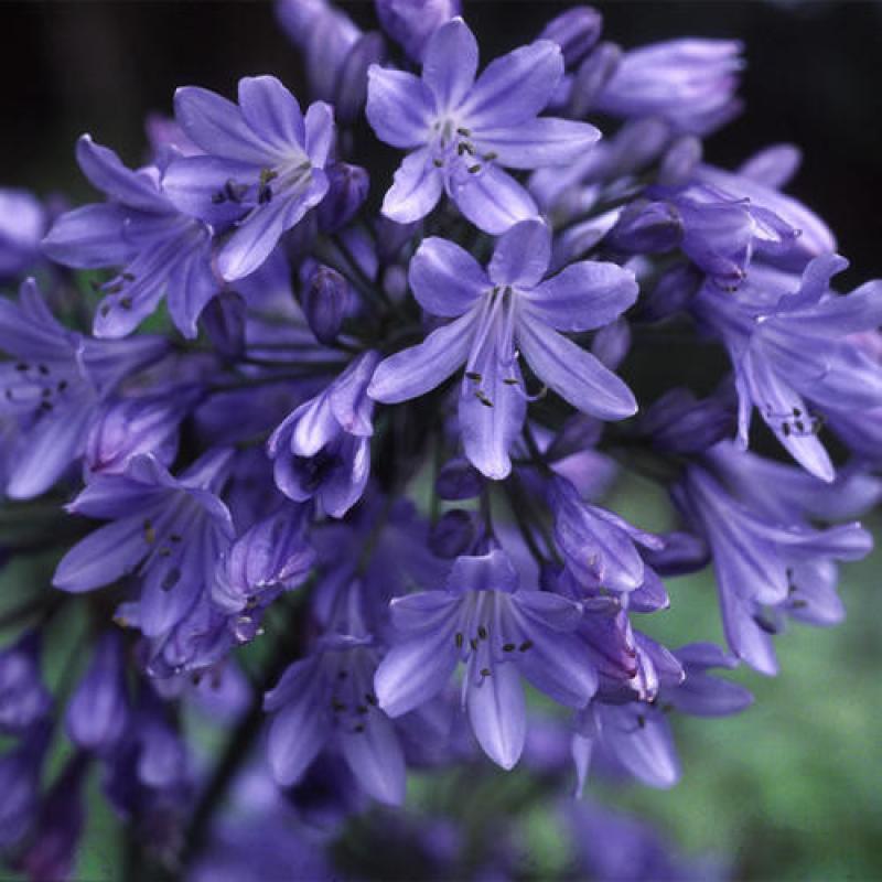 AGAPANTHUS AFRICANUS &#039;BIG BLUE&#039; 10 zaden € 0,70