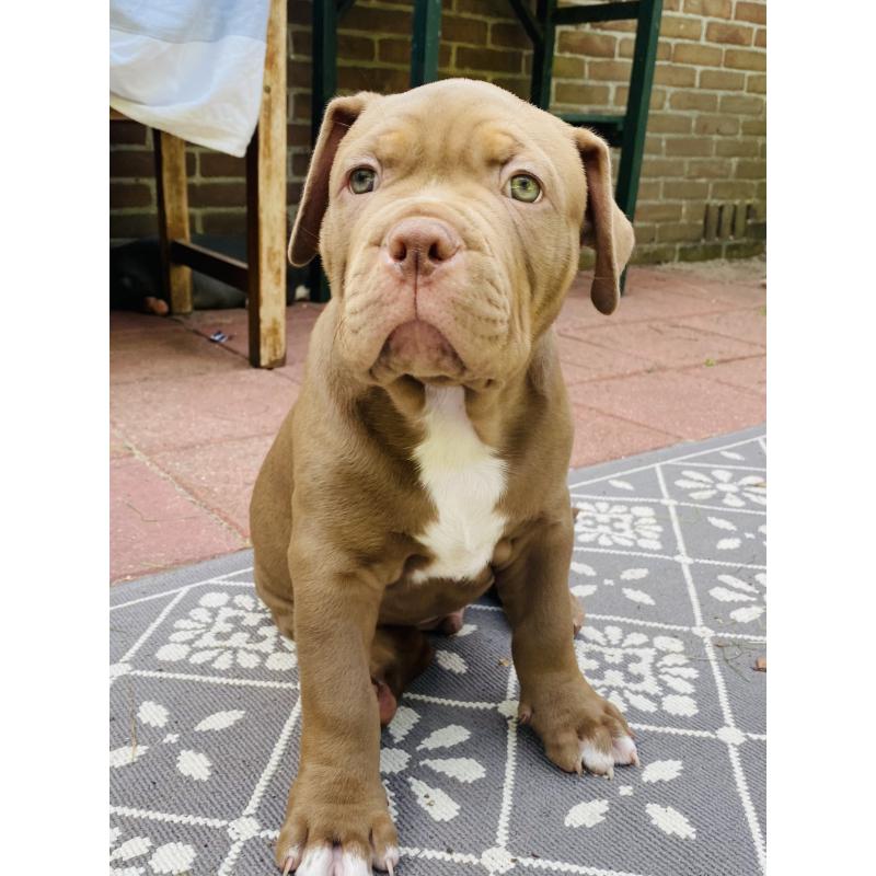 American bullie pups xl hulk bloedlijn