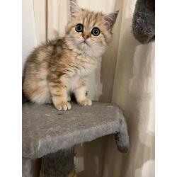Perzische exotic kittens te koop met stamboom