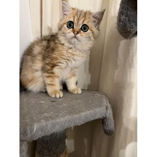 Perzische exotic kittens te koop met stamboom