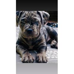 American bullie pups xl hulk bloedlijn