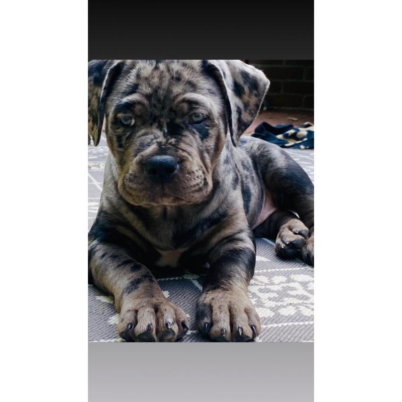 American bullie pups xl hulk bloedlijn