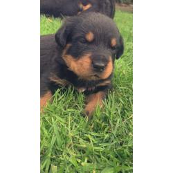 Mooie lieve Rottweiler pups