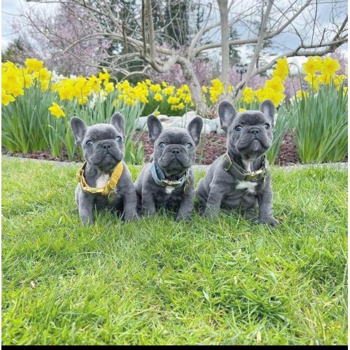 Franse Bulldog-puppy&#039;s