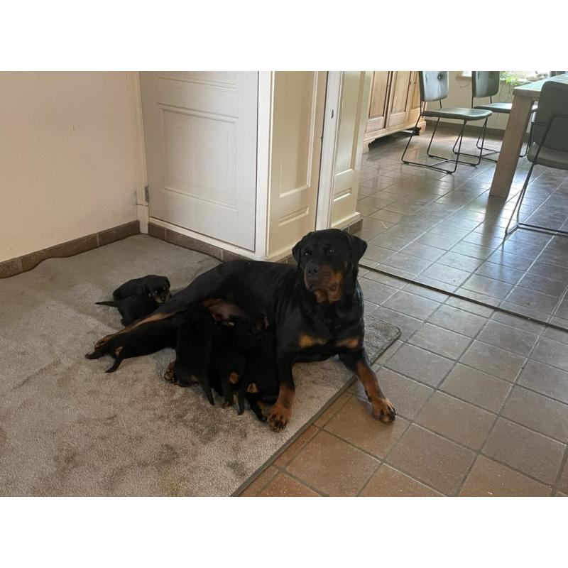 Mooie lieve Rottweiler pups