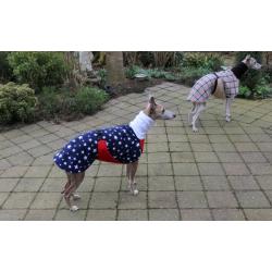 Whippet jasje in de kleuren van de Amerikaanse vlag