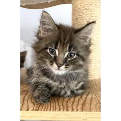 Maine coon kitten 650€