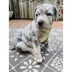 American bullie pups xl hulk bloedlijn