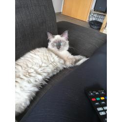 2 Ragdolls 6 maand oud